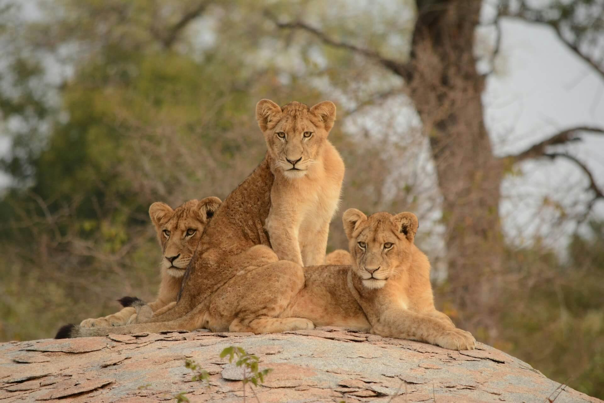 Parco nazionale Kruger
