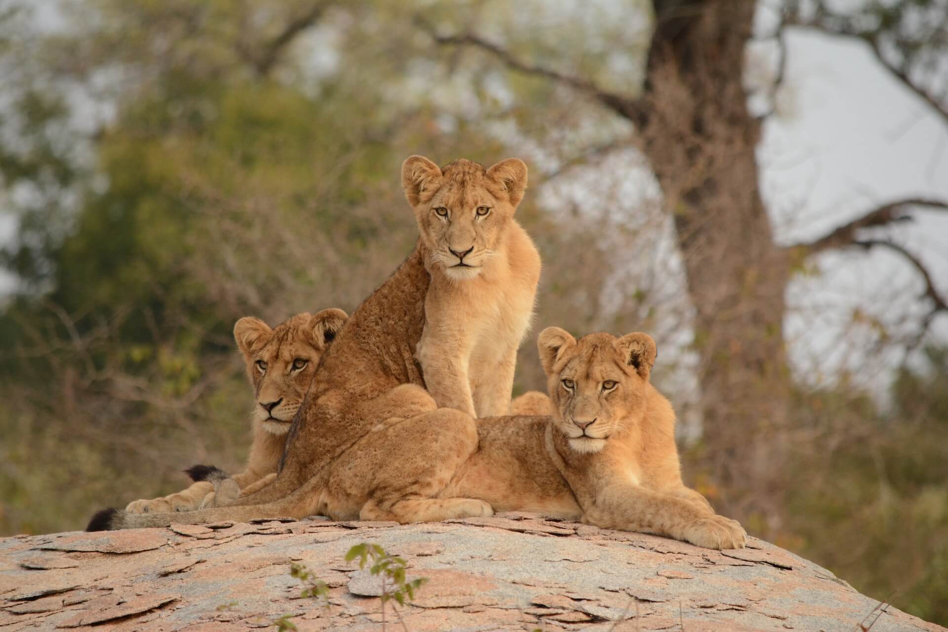 Parque Nacional Kruger