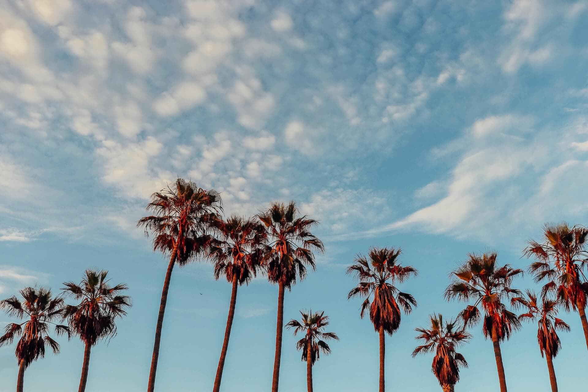 Palm Trees in Los Angeles