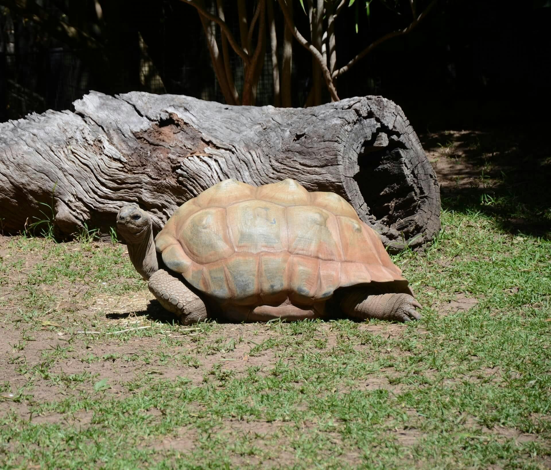 giant turtle