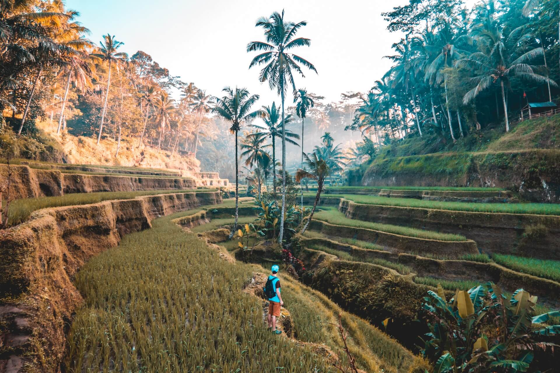 person standing on the edge of the palm tree overlooking the mountain