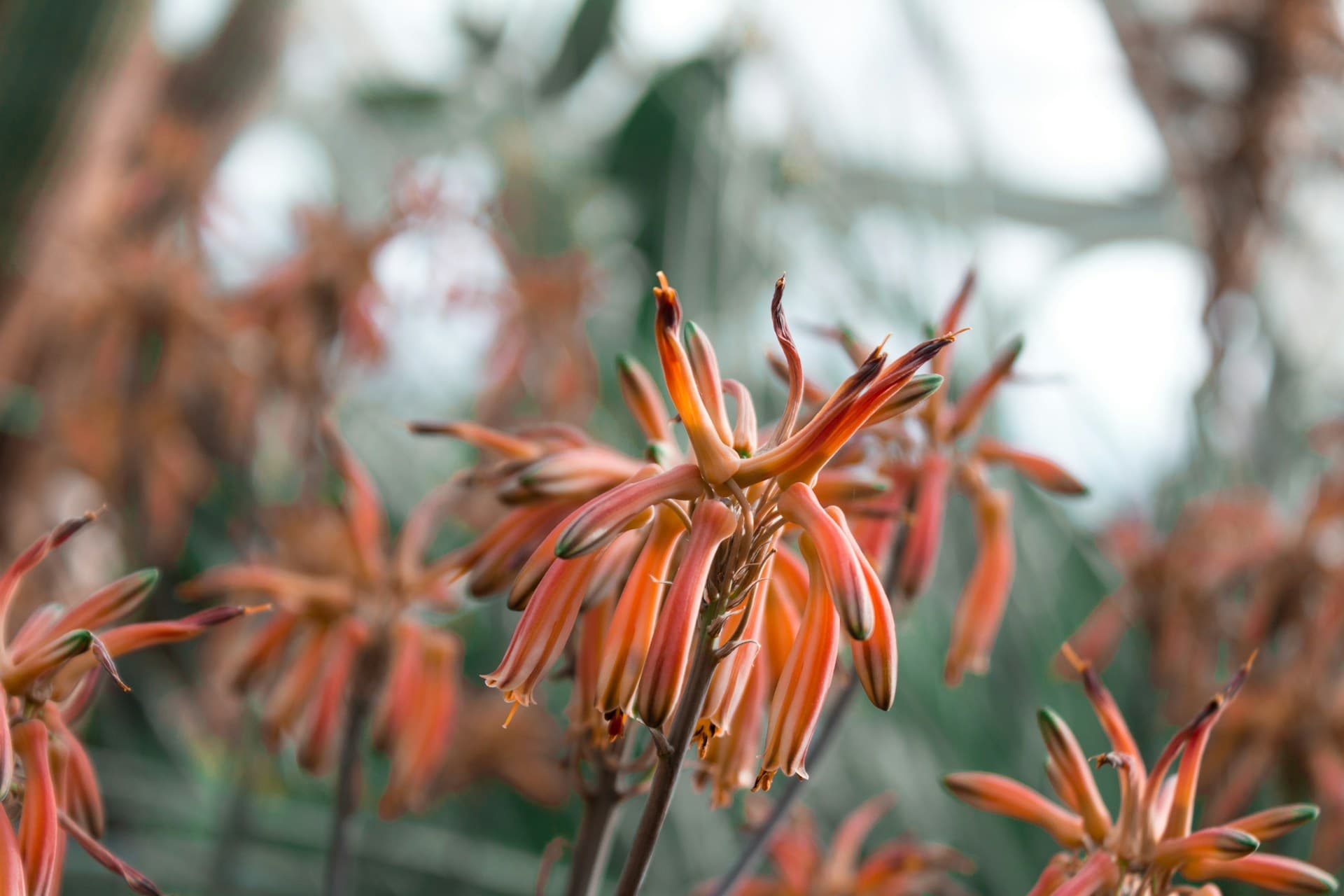 orange flowers