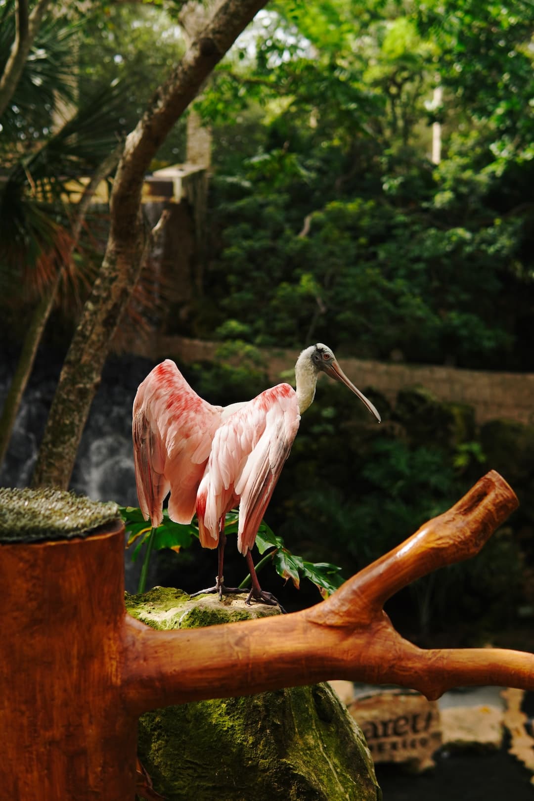 a pink bird standing on top of a tree branch