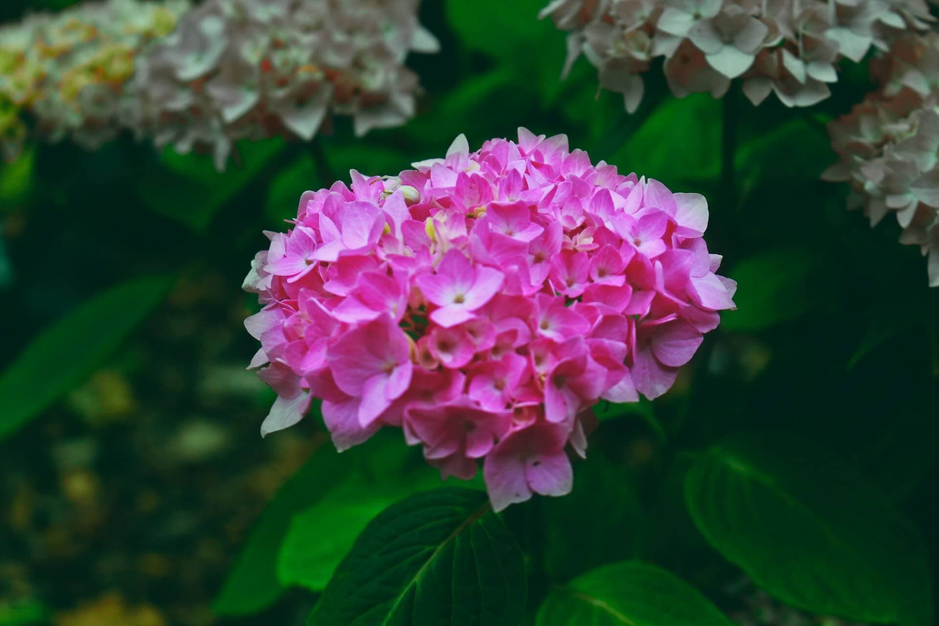 pink and white flower painting