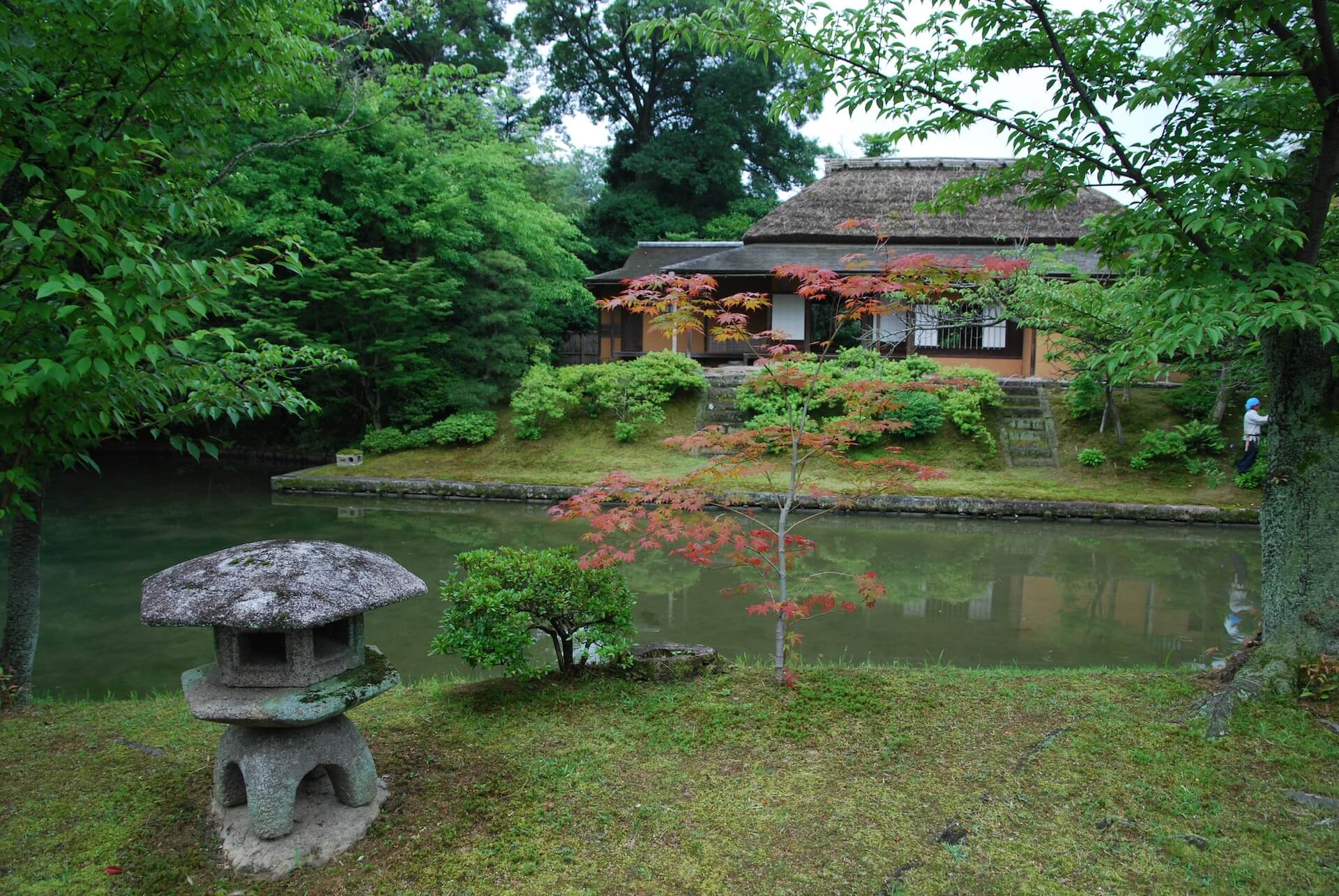 a bonsai tree in a rock garden