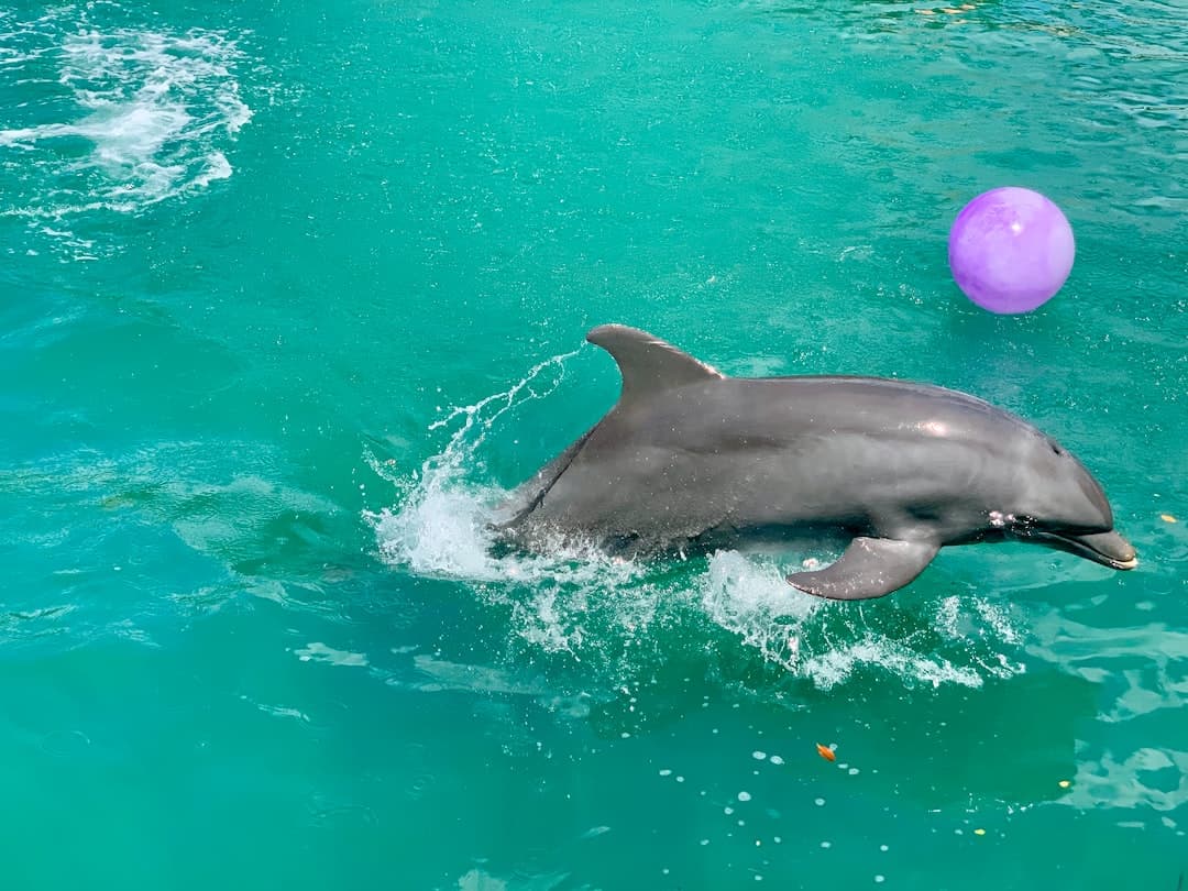 close-up of gray dolphin