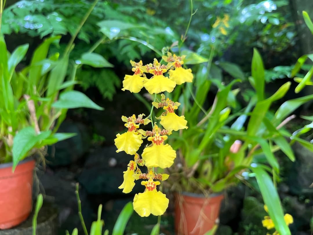 a bunch of flowers that are in some pots