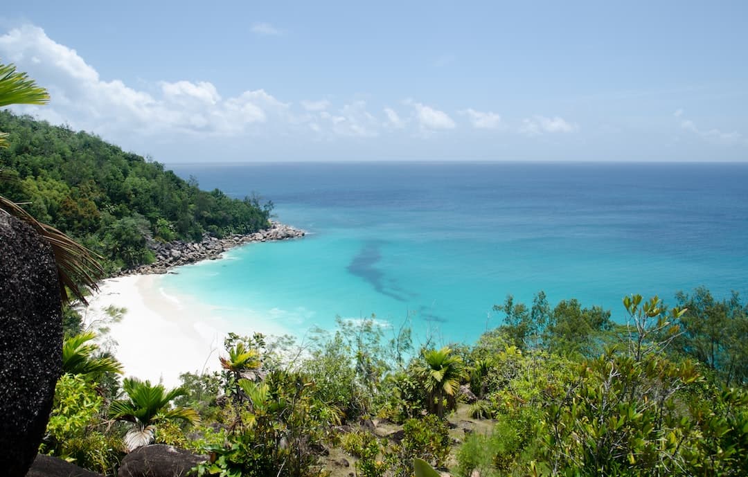 green trees near blue sea under blue sky during daytime