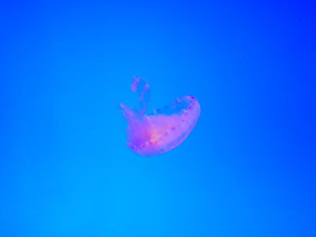 a pink jellyfish floating in a blue ocean