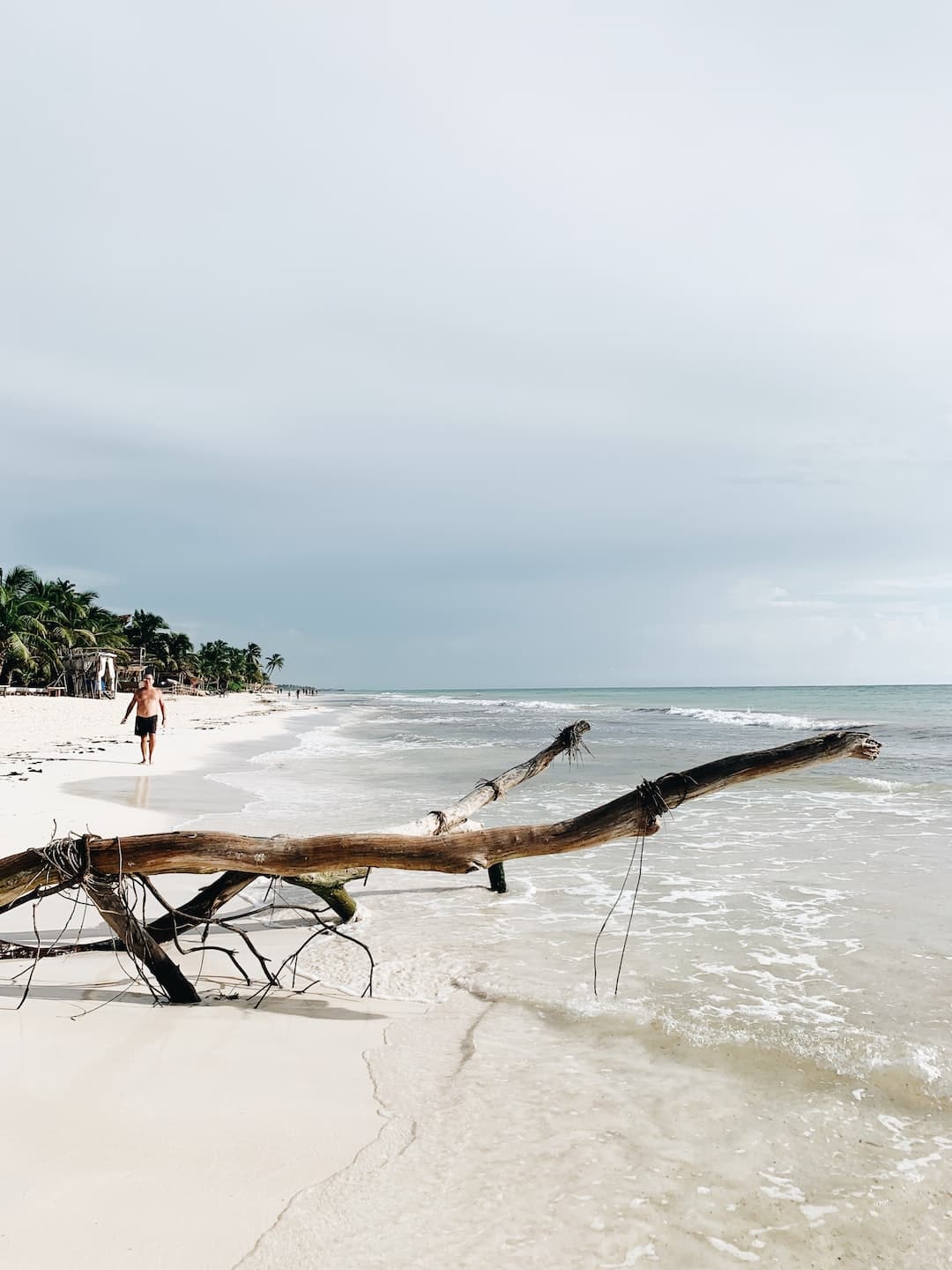 brown tree branch on white sand beach during daytime