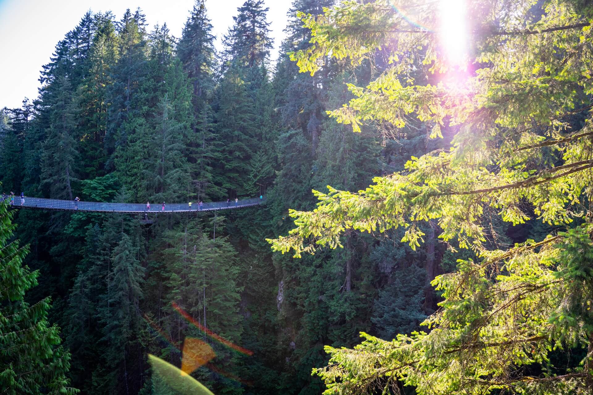 black tree bridge