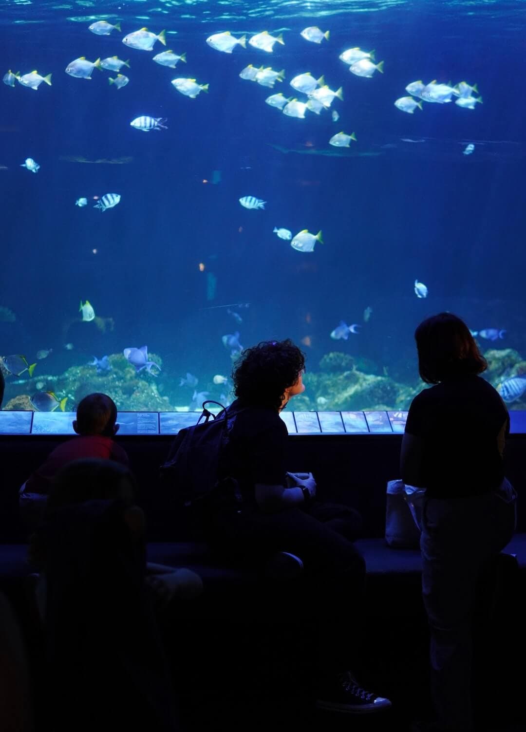 a group of people watching fish in an aquarium