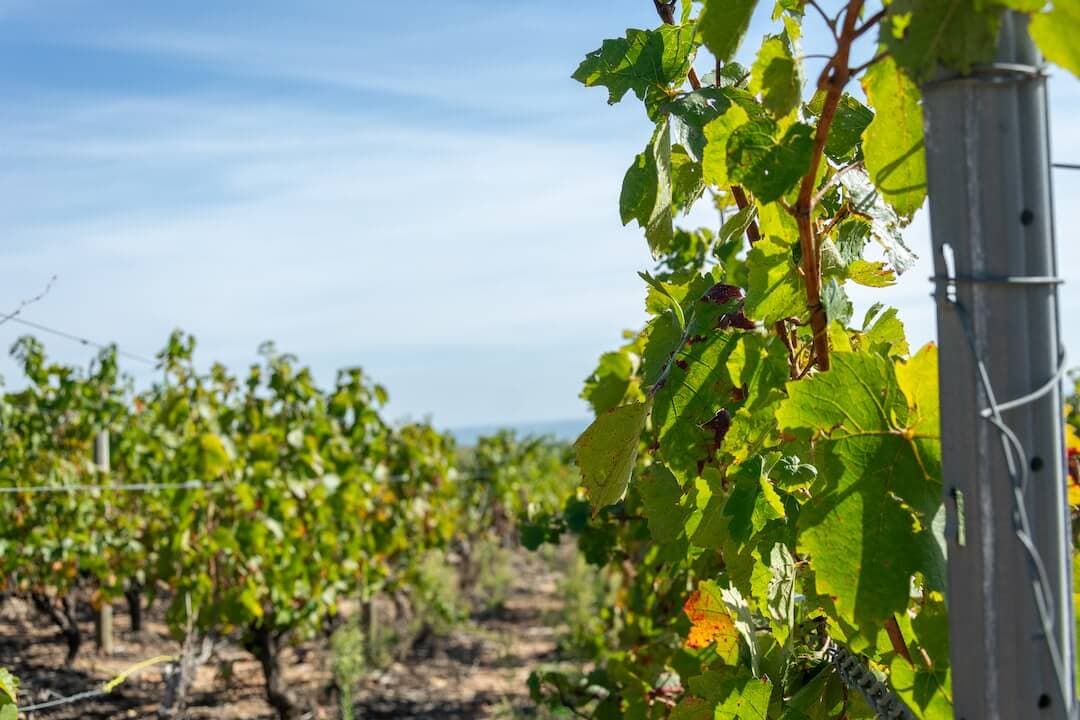 Beaujolais