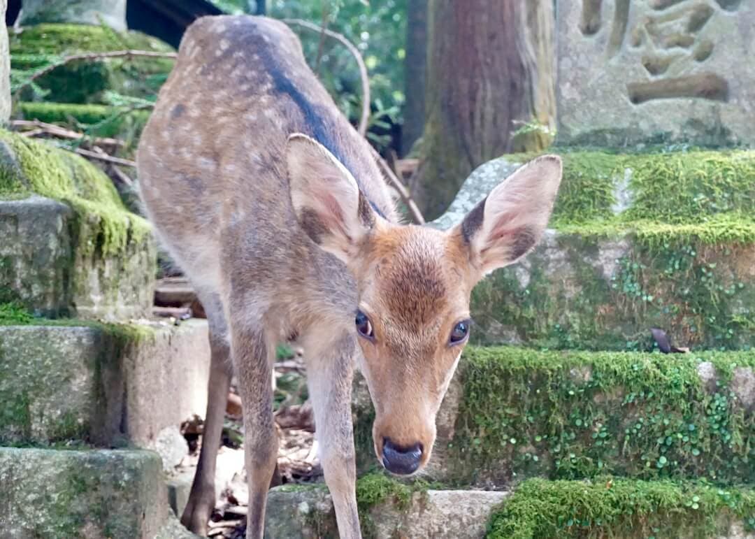 Nara