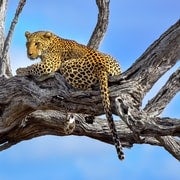 From Johannesburg: Kruger National Park 3-Day Safari