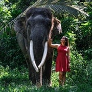 Interact with Elephants: Feed, Wash, or Bathe