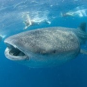 Cancún: Nada con tiburones ballena
