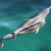 Adélaïde : Croisière de 4 heures garantie pour l'observation des dauphins sauvages