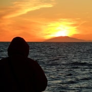 Reykjavik: Midnight Sun Whale Watching Tour