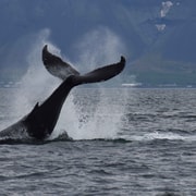 Reykjavik: Whale Watching Express