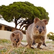 De Fremantle: Ferry Island Rottnest e passeio de bicicleta