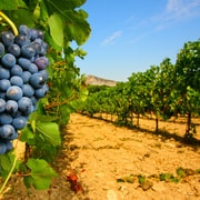 Ab Avignon: Halbtägige Weinberg-Tour durch Côtes du Rhône