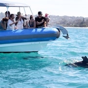 Victor Harbor: Southern Ocean Adventure Cruise with Guide
