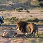 From Cape Town: 2-Day Safari at Garden Route Game Lodge