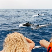 Costa Adeje: Passeio de catamarã para observação de baleias com bebidas