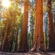 De São Francisco: Visita guiada a Muir Woods