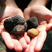 San Gimignano : chasse aux truffes avec déjeuner et dégustation de vin