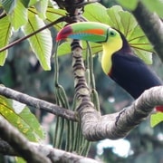 San José: Volcán Arenal, Cataratas, Café y Aguas Termales