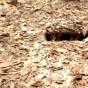 Ho Chi Minh City: Cu Chi Tunnels Tour