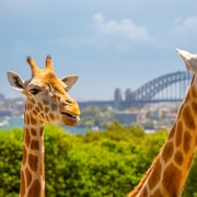 Taronga Zoo Sydney Wild Australia Experience