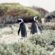 Cape Peninsula and Penguin Colony Full Day Shared Tour