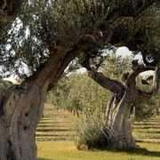 Midday Olive Oil Tour and Visit to Old Town of Belchite