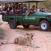 Johannesburg: 3-Day Classic Kruger National Park Safari Tour