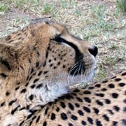 Kruger National Park Afternoon Safari