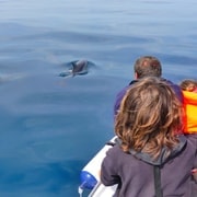 Faro: osservazione dei delfini e della fauna selvatica nell'Oceano Atlantico