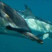 Lisbon: Dolphin Watching with Marine Biologist
