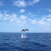 Madeira: Cruzeiro de 2,5 horas para observação de baleias e golfinhos