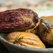 La Fortuna: Tour de chocolate na floresta tropical