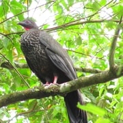 Excursión de observación de aves en La Fortuna con guía naturalista