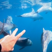 Adélaïde : 4 heures de nage avec les dauphins