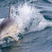 Ilha Philip: Cruzeiro com golfinhos e baleias