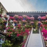 Córdoba: Guided Tour of the Patios