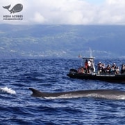Pico Island: Azores Whale & Dolphin Watching on Zodiac Boat