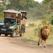 Parque Nacional Kruger: Safari privado de día completo con recogida