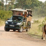 Parque Nacional Kruger: Safari privado de dia inteiro com coleta