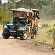 Krüger-Nationalpark: Morgen-Safari